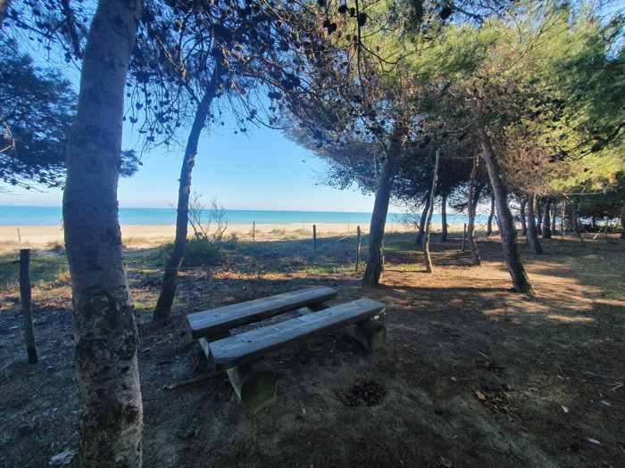 Un tavolo da picnic tra i pini, con il mare sullo sfondo